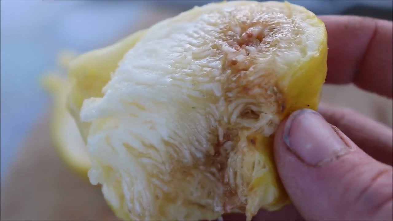 Tasting a Nixon Peace (Breba) Fig - AZ 9B