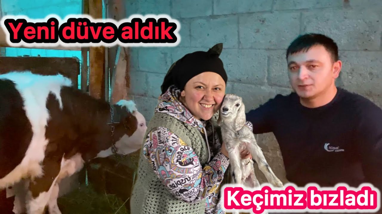 YENİ DAMIZLIK DÜVEMİZ~KEÇİMİZ YAVRULADI~TUZ TAŞI ALDIK OLANLAR OLDU
