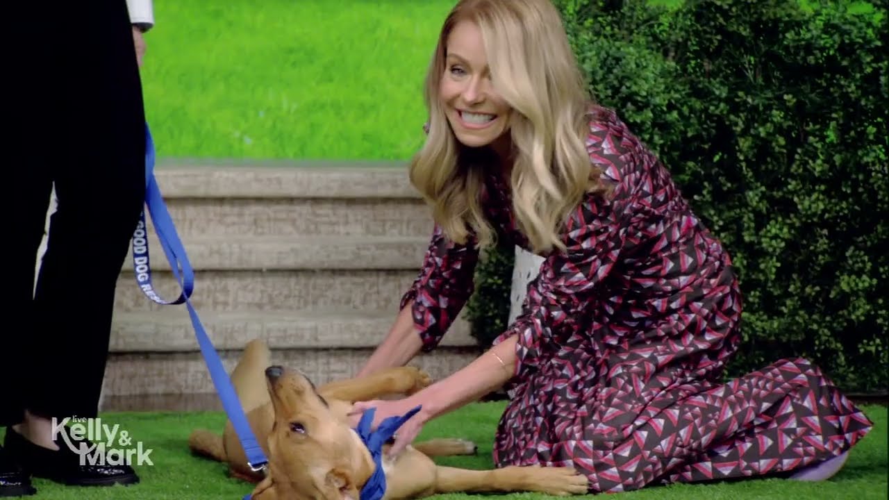 Adoptable Dogs for National Rescue Dog Day