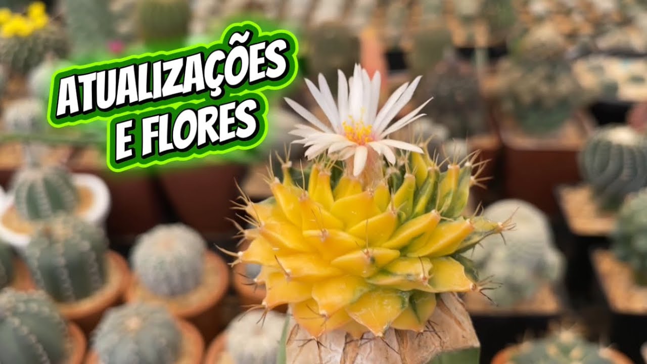 Atualizações No Cultivo e Muitas Flores de Cactos 🙏🌵