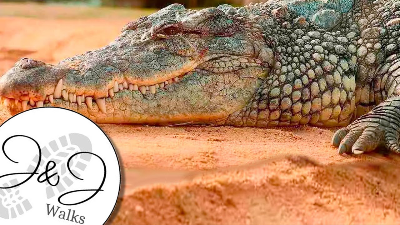 Wild Adventure: Beekse Bergen Safari Park POV Walk 4K