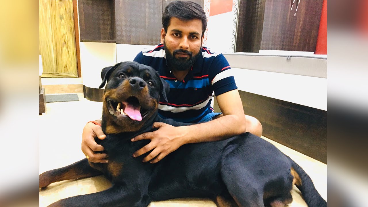 Hygroma Problem and Solution in dogs #hygroma #rottweiler #puppy #elbowhygroma