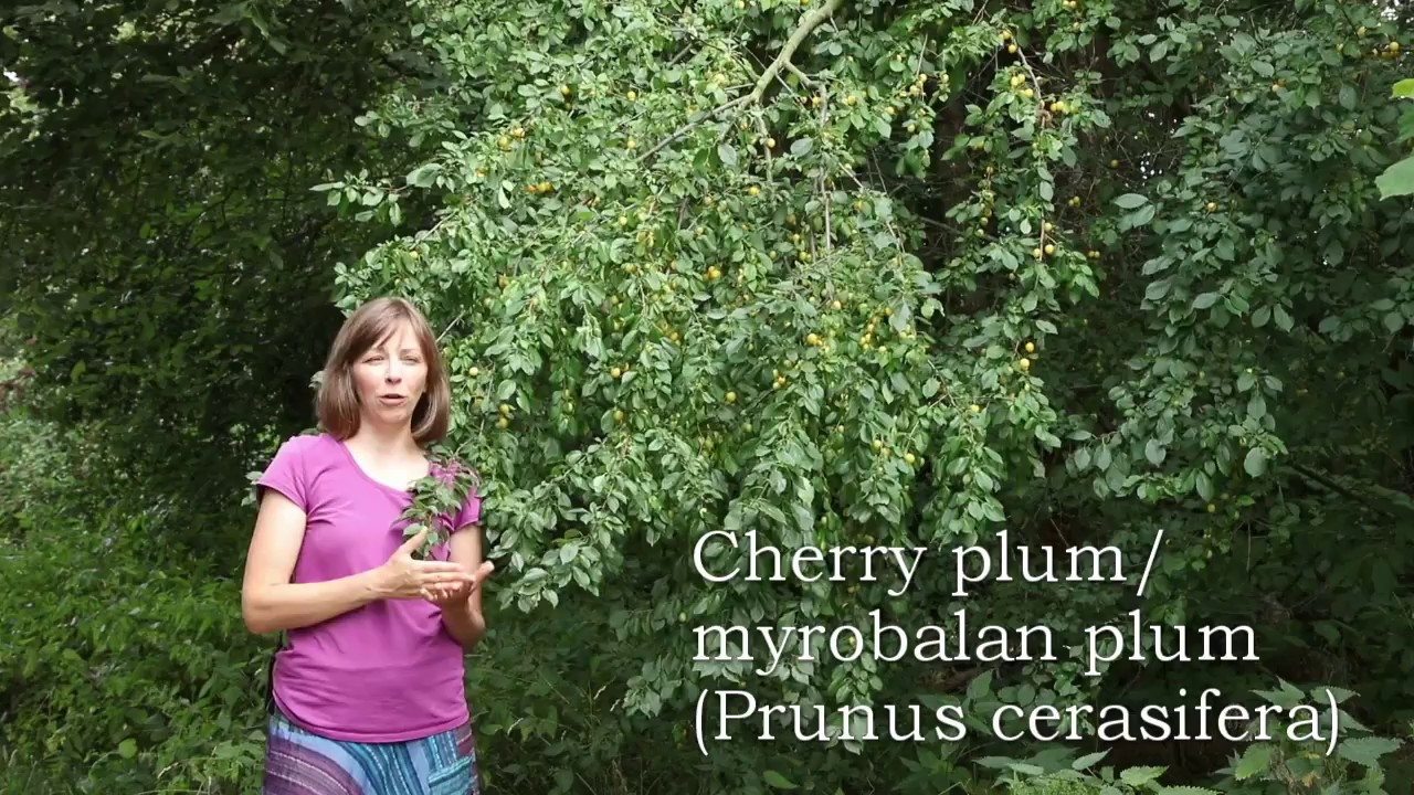 Foraging: Cherry plums