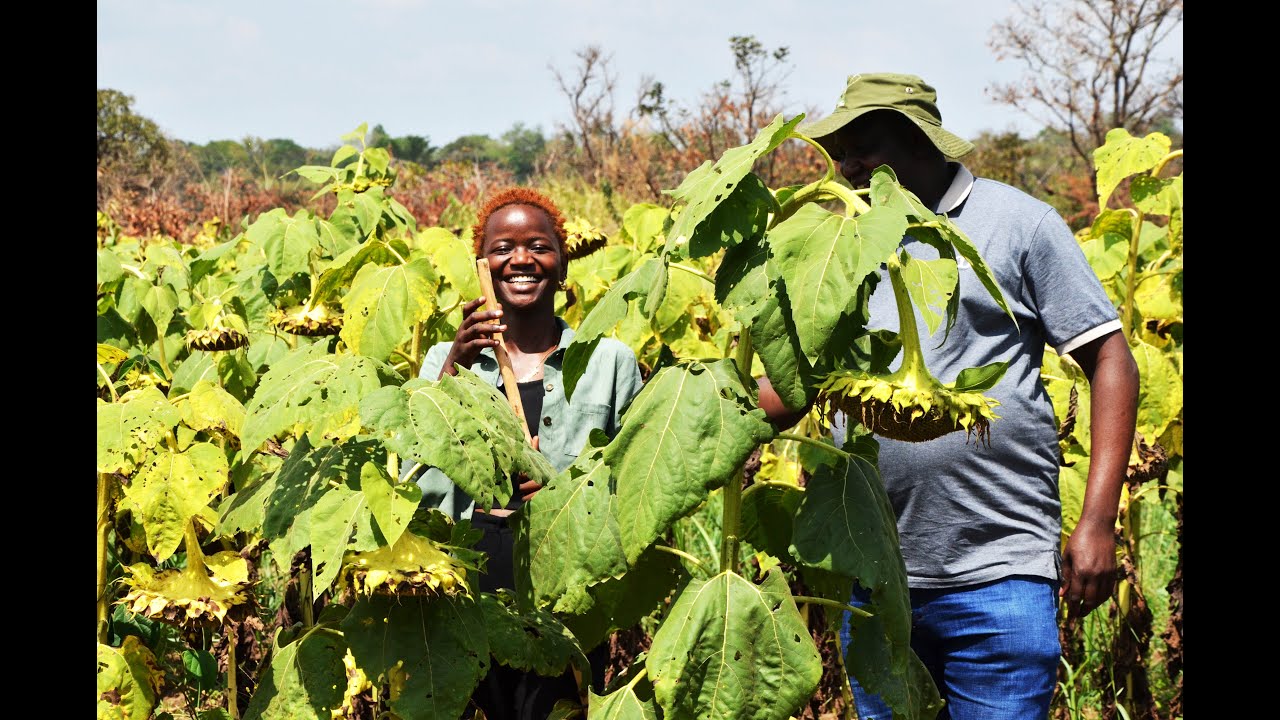 Sunflower Farming 🌻 All You Need To Know with Ugandan Farmer Pascal Osire