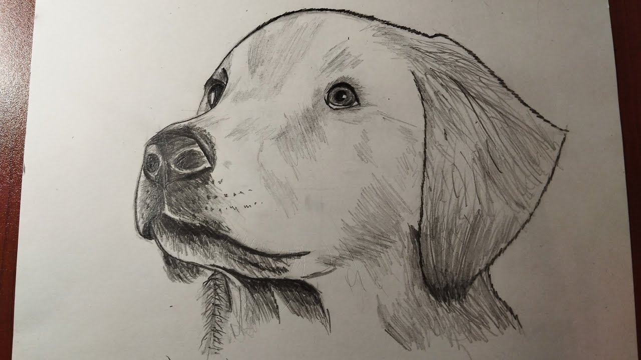 Köpek nasıl çizilir/İt şəkli çəkmək/Drawing dog