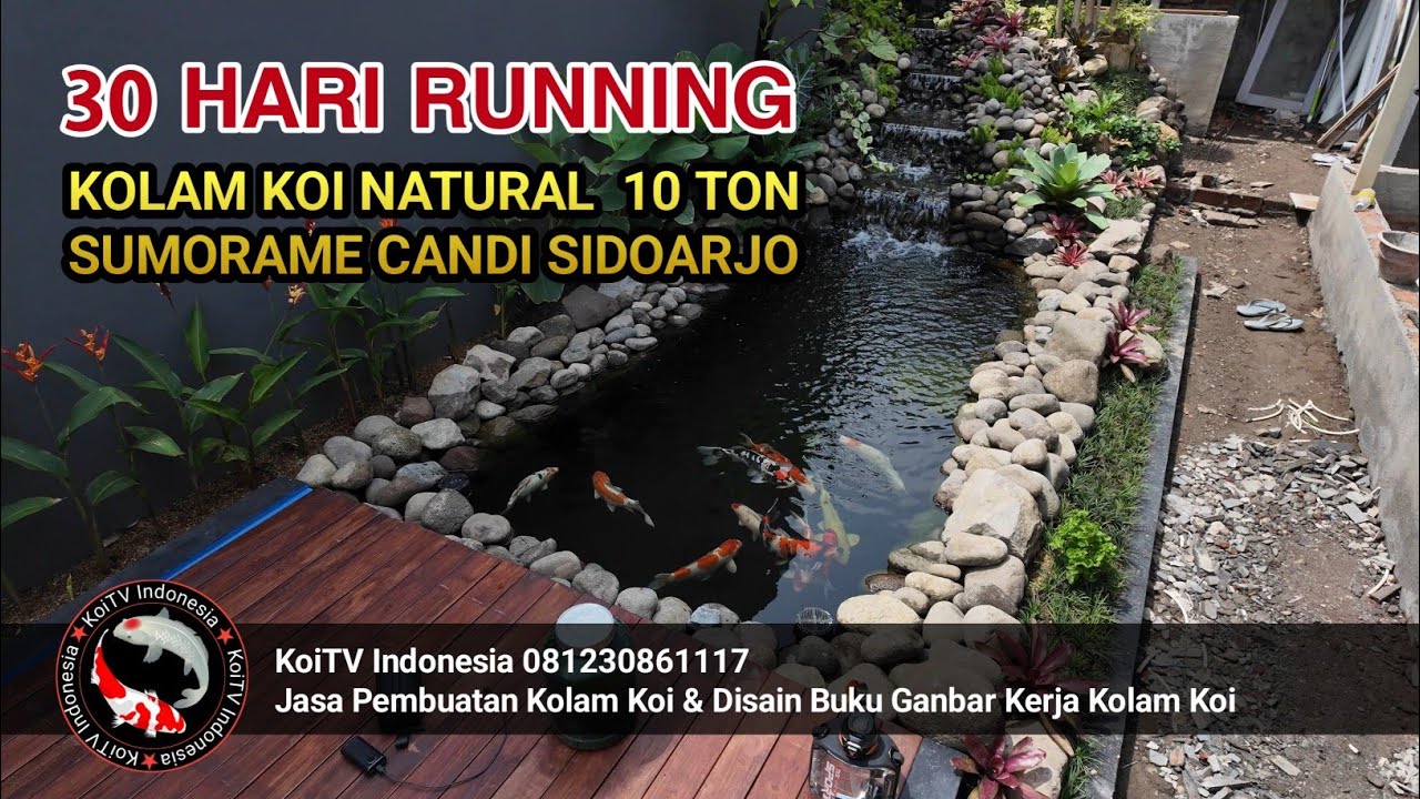 RUNNING 30 HARI KOLAM KOI NATURAL 10 TON | 081230861117