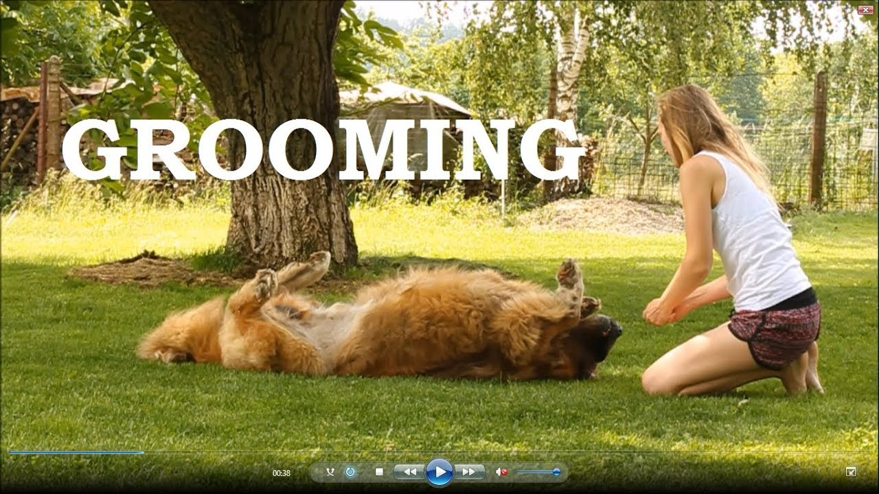 A giant caucasian shepherd - grooming & nail clipping | vyčesávání a stříhání drápků u KAO | ANDY