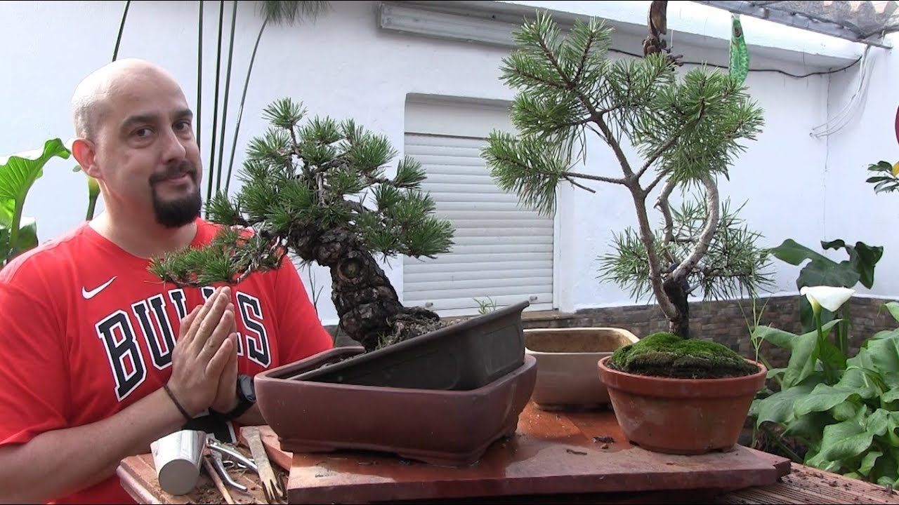 Trasplante de pinos COMBINADO