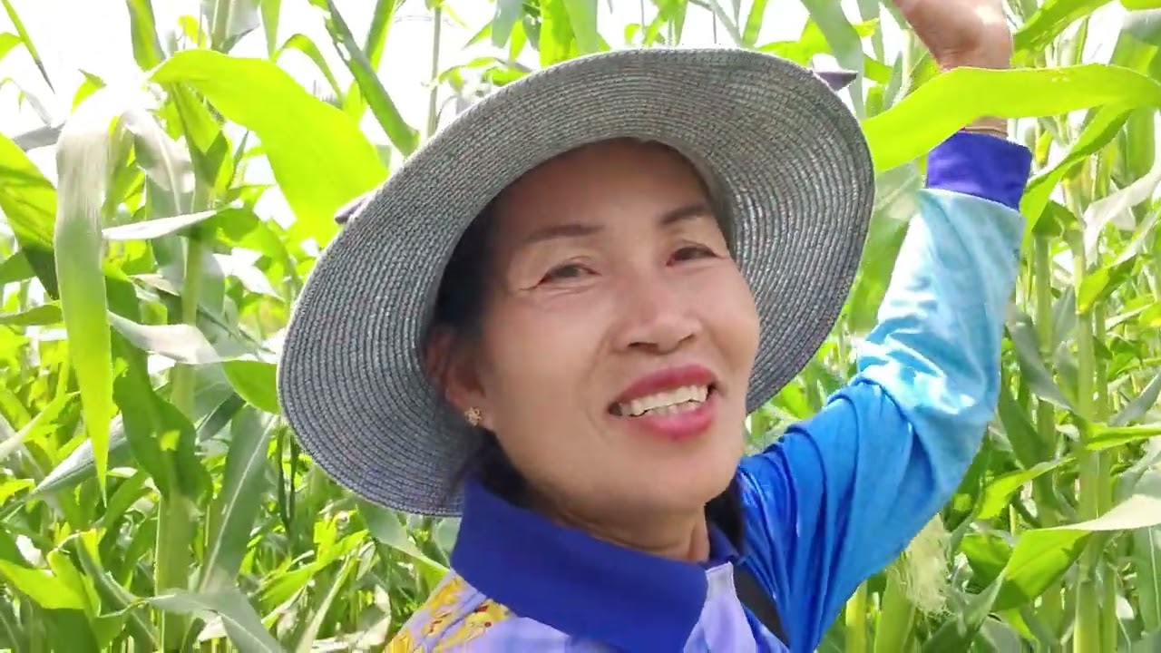 ข้าวโพดเริ่มมีผักแล้วมาลุ้นกันว่าจะใหญ่ขนาดไหน
