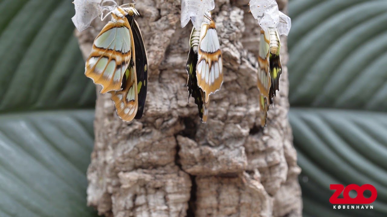 Larve bliver til sommerfugl | Copenhagen Zoo