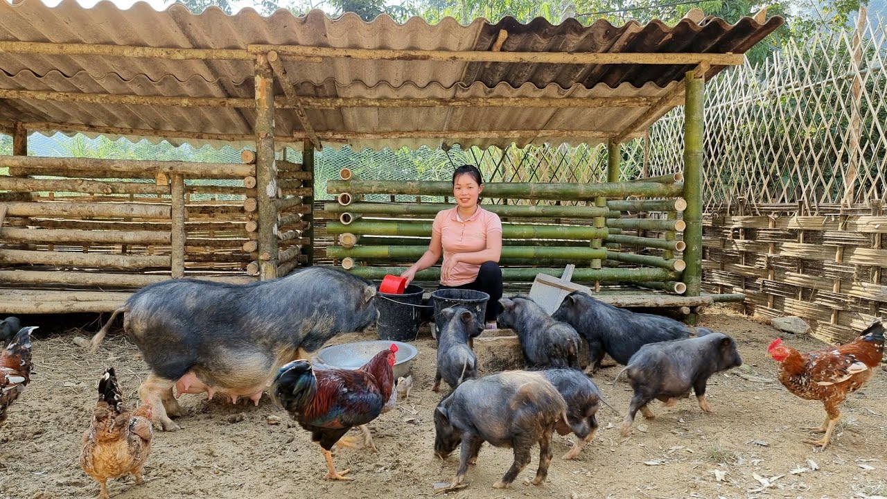 Building Pig House for Pigs and How to Build a Bamboo Fence Against Chickens Jumping Out | New life