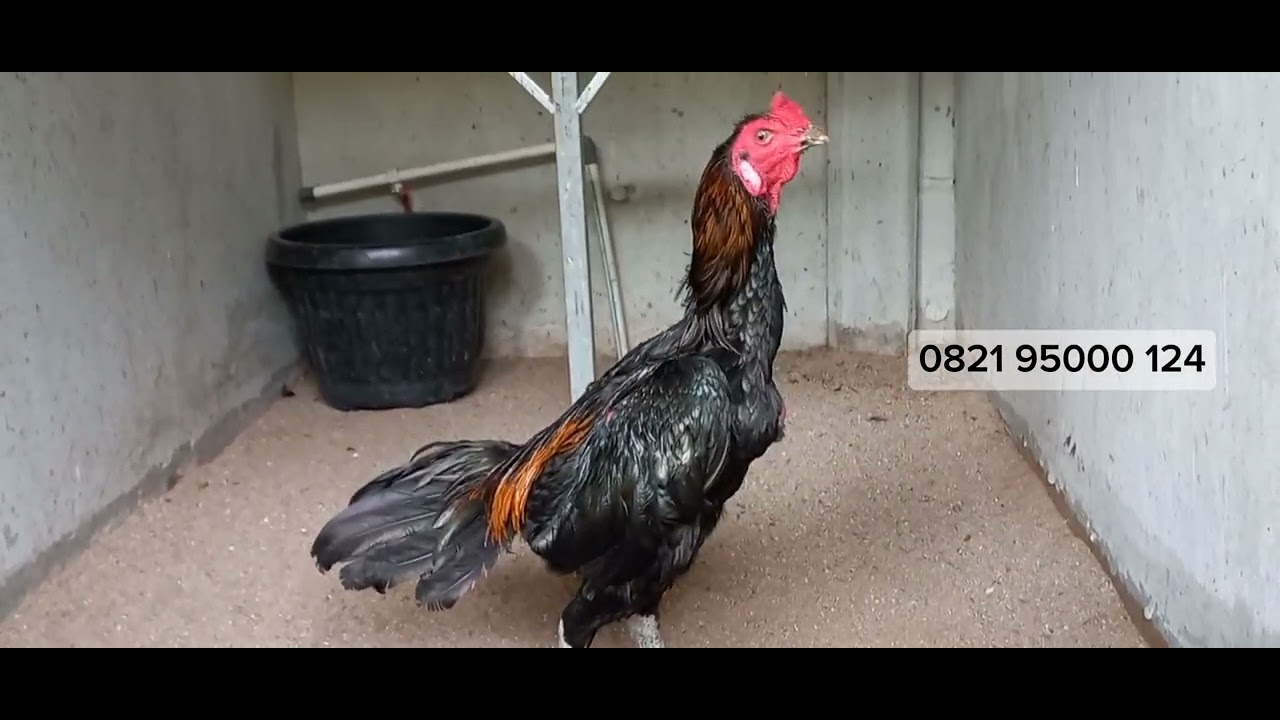 Pacekan di Sango Farm Serpong