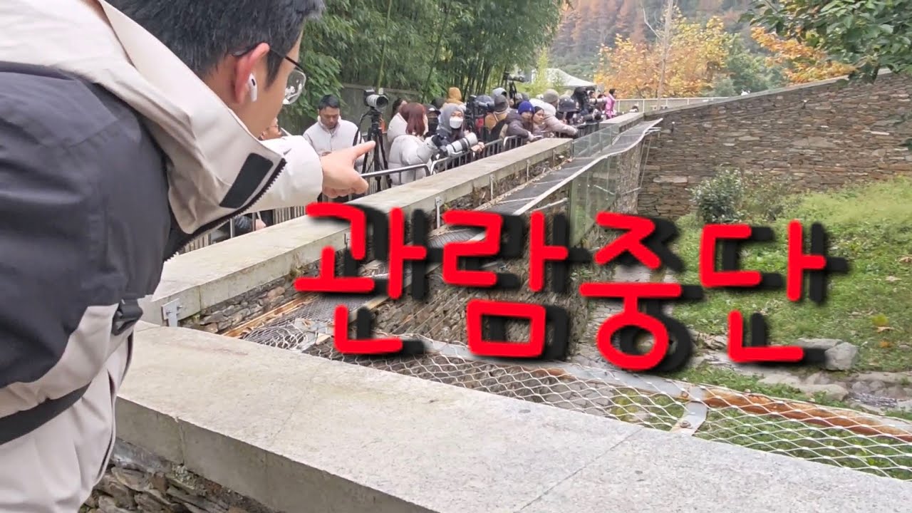 11/16 푸바오실시간 마감전 한국앵커님과 임오님이 푸야 방사장에 가래침 뺕은 아저씨를  잡았어요 감사합니다  소독때문에 푸야는 내실에......