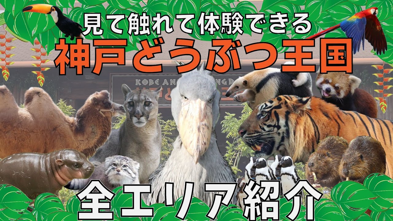 【完全ガイド】動物との距離が近すぎ…!!神戸どうぶつ王国を1周！雨でも楽しめる最強スポットでした