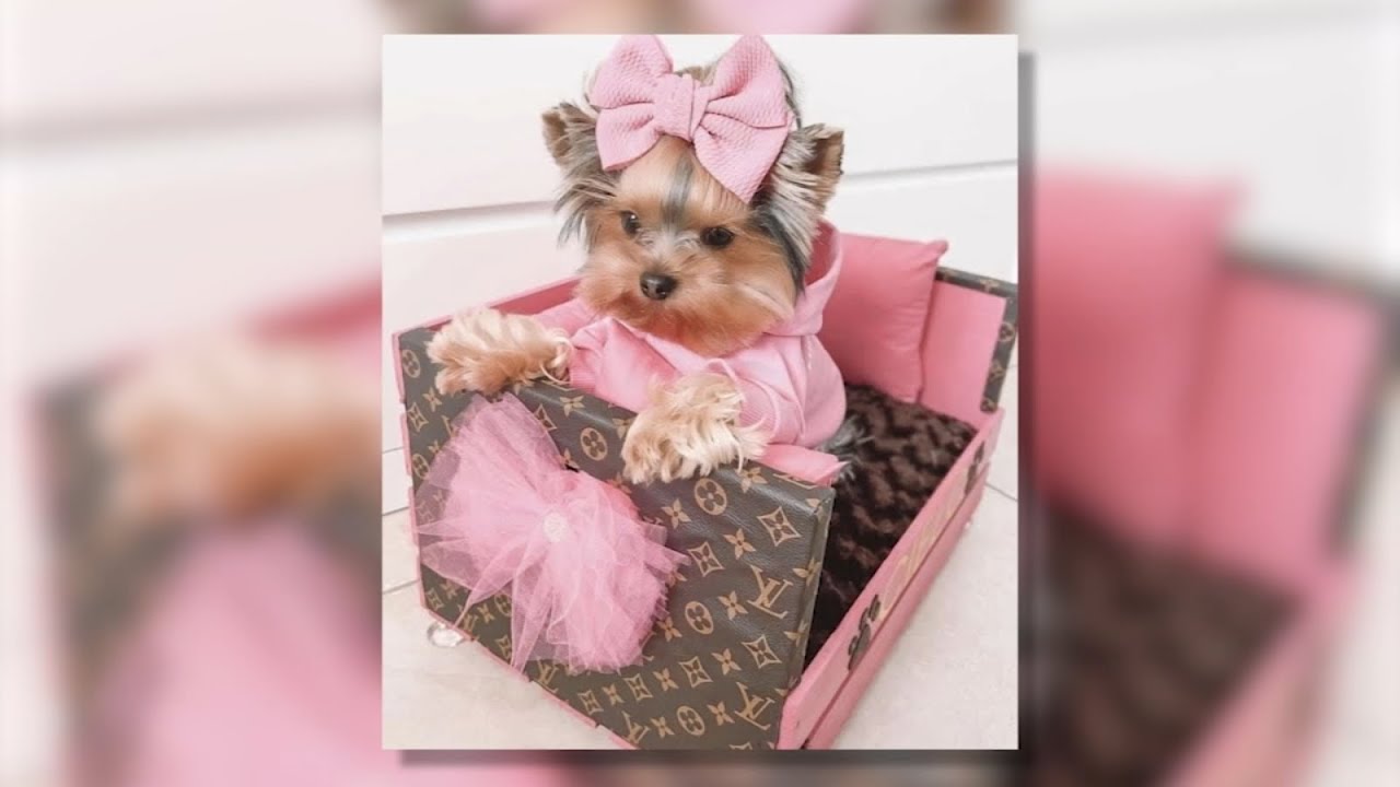 Puppy scam alert: Grandmother trying to buy puppy for her grandson loses life savings