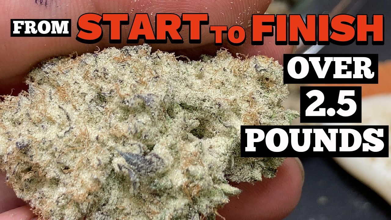 HOW I GREW OVER  2.6 POUNDS OF WEED SEED TO HARVEST TIMELAPSE