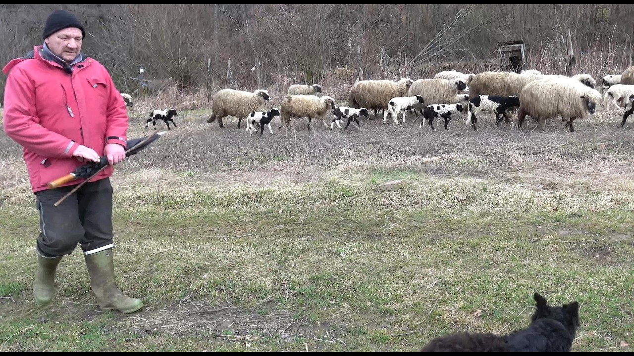 Napustio ugostiteljstvo da bi pronašao svoj mir uz ove ovćice