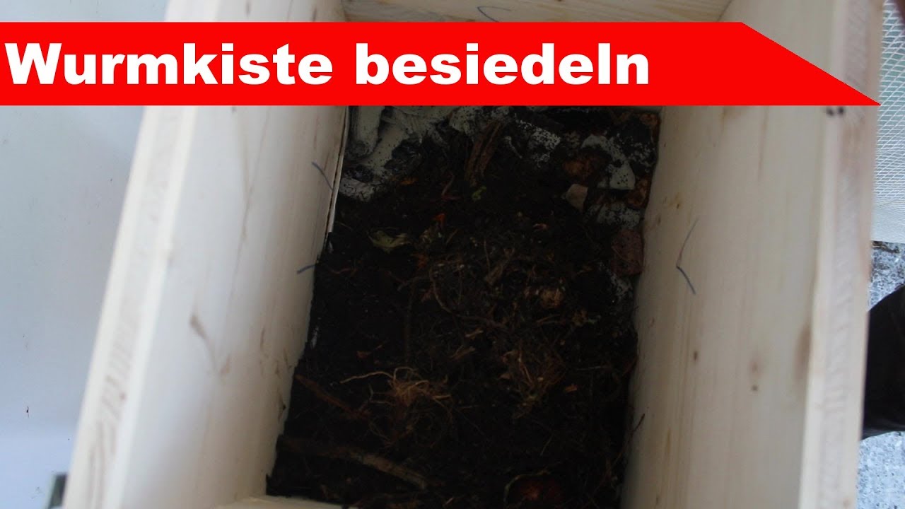 🌷 Wurmkiste einrichten 🌻 richtig befüllen und Einzug der Kompostwürmer - Großstadtgärtnern