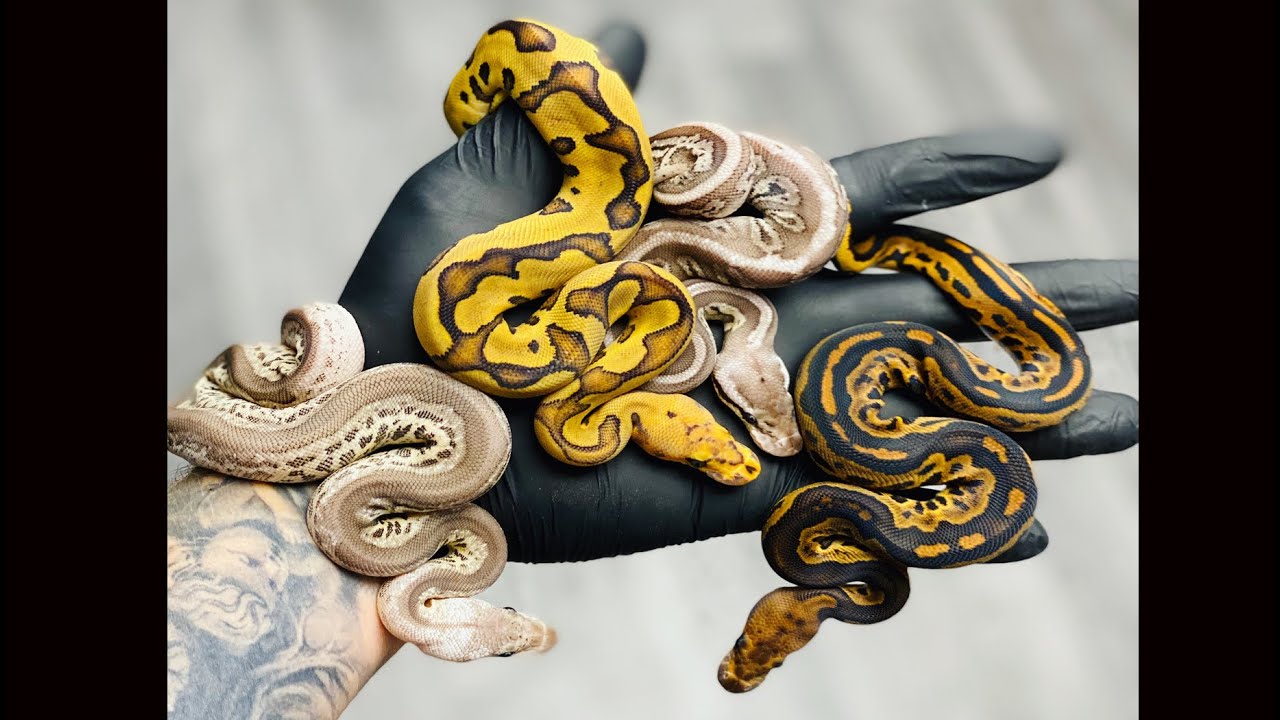 Red Stripe Clown Clutch!! 2020 Egg Cutting!