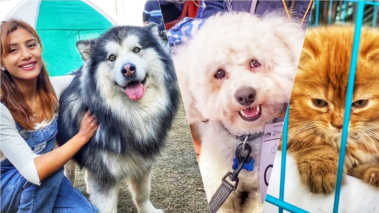 Dog Show | Nepal