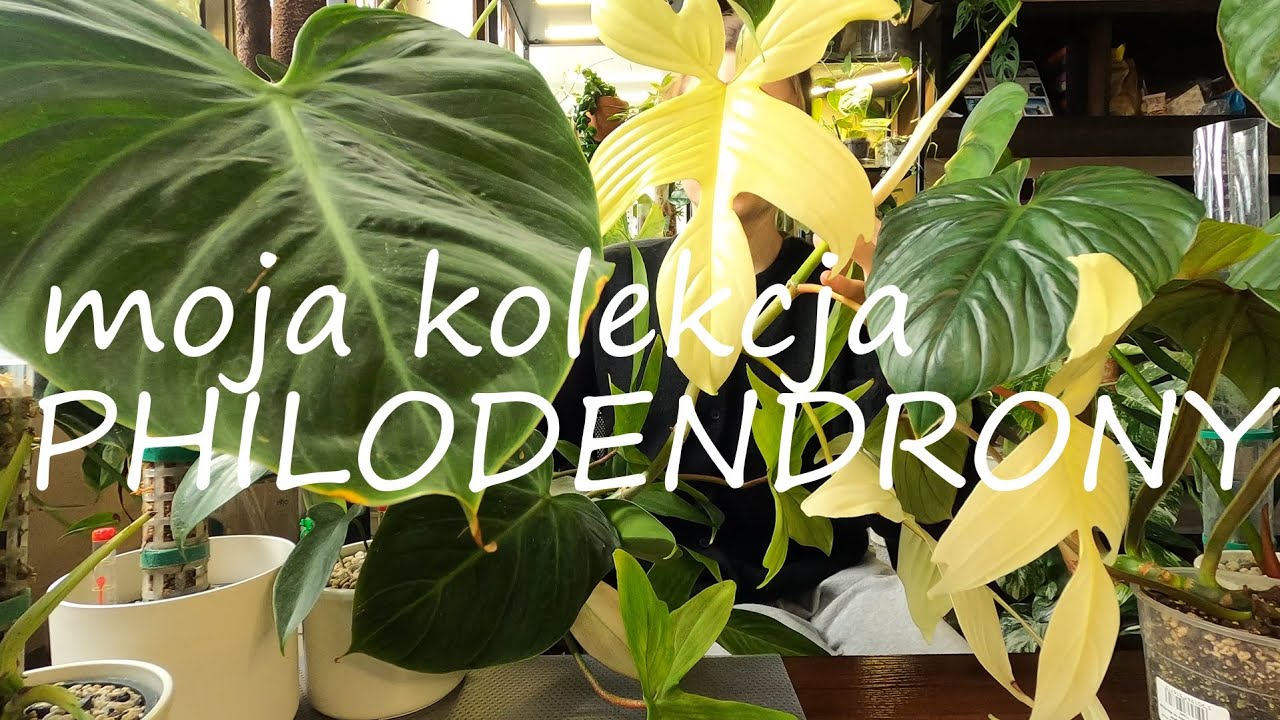 Philodendrony | moja kolekcja