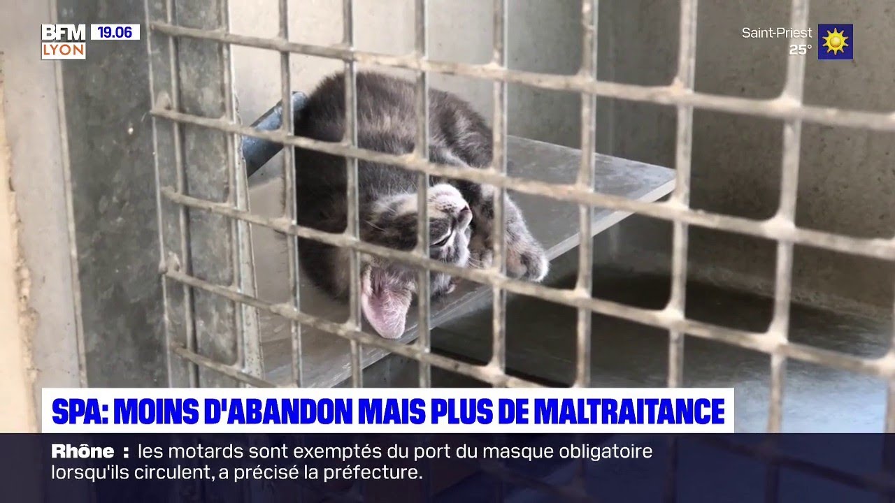 SPA de Brignais : moins d'abandon mais plus de maltraitance