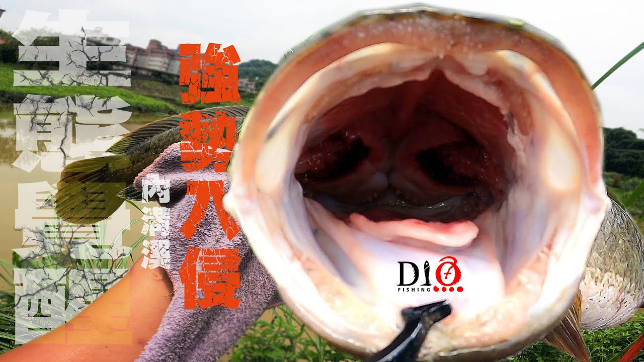 探索✅釣點－內溝溪－邪惡物種的回歸 🐟 Shimano WORLD SHAULA Technical Edition S66L-2 M/D 🐟  DIO魚Fishing － 泰國鱧 鮕呆 線鱧