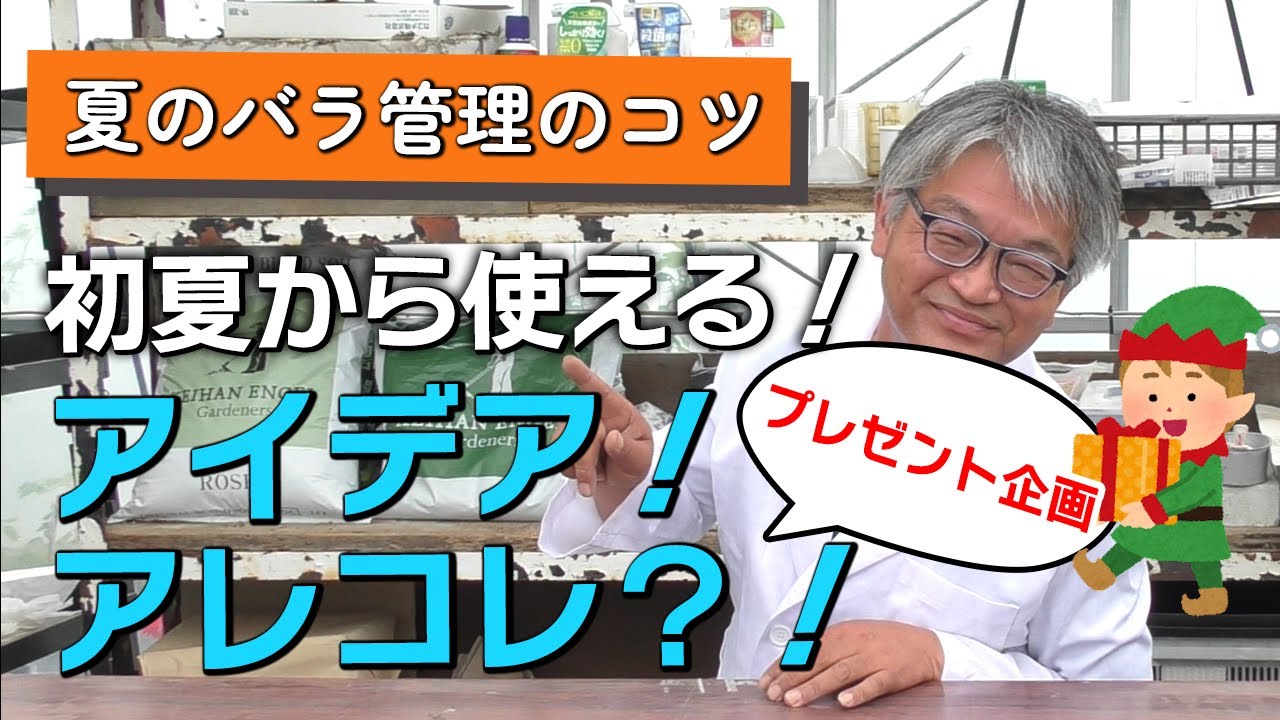 【バラの育て方】夏のバラ管理のコツ♪初夏から使える！アイデア！アレコレ？！＆プレゼント企画（2023年6月16日）