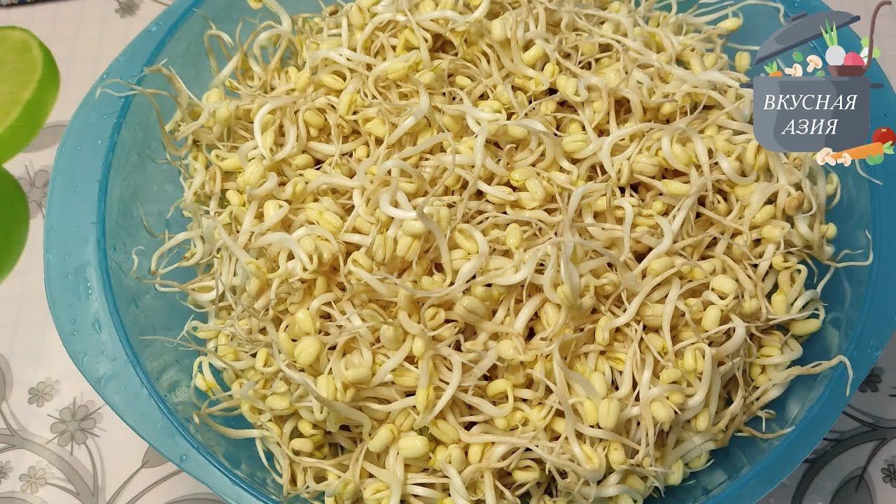 Как прорастить маш в домашних условиях/How to germinate mung bean at home.