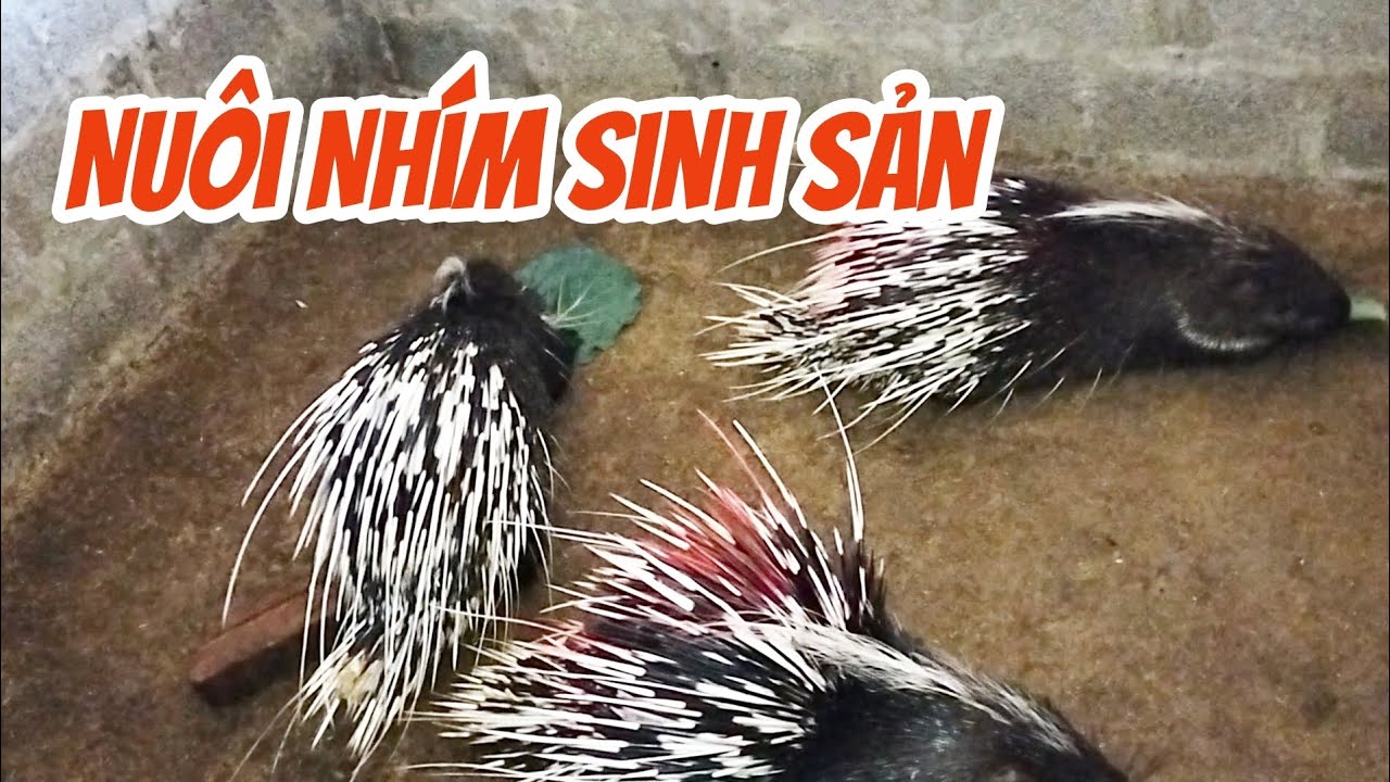 Nuôi nhím bữa sáng cho ăn rau củ quả #giánhím #connhím 