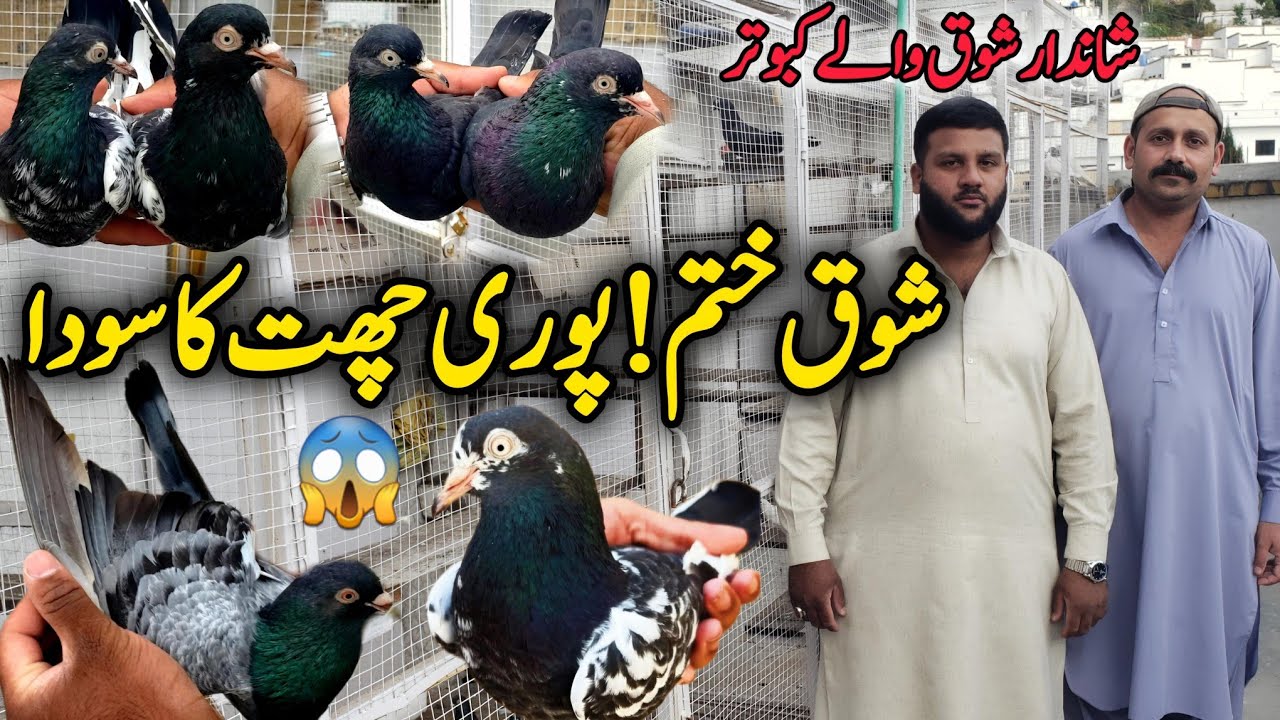Bht Bara Shoq Khatam Hogya😭 || 0332-193-7025 || Pure Breeder Kabootar 💯
