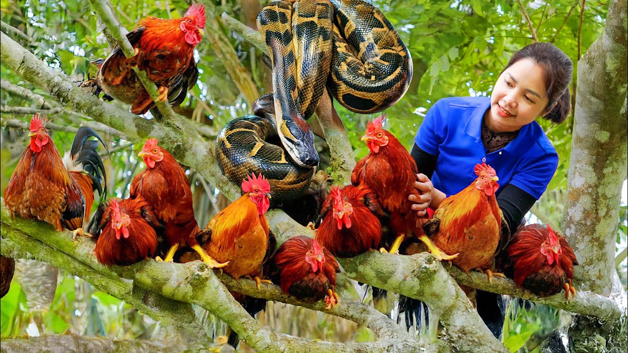 Harvesting Anaconda Red Chicken On a tree 1000 meters high & Market Sell | Anaconda attacked Chicken