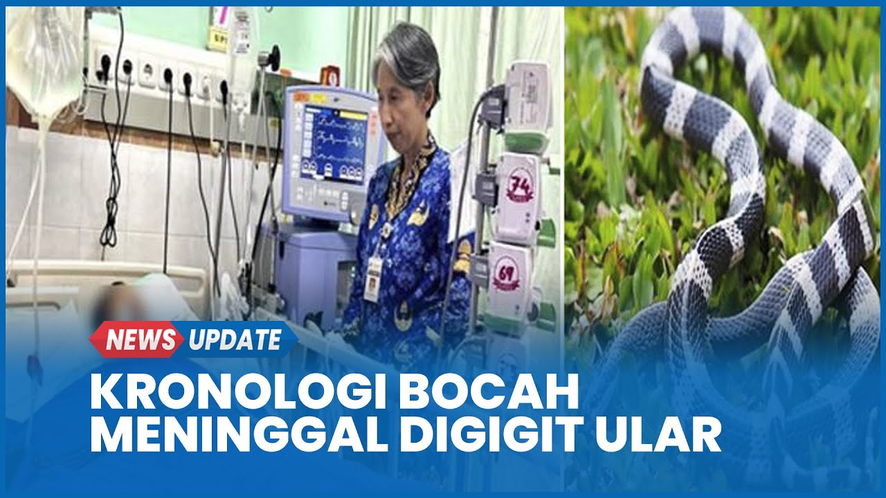 Kronologi Rafa Bocah Digigit Ular Weling Meninggal Setelah Hampir Sebulan Dirawat Intensif