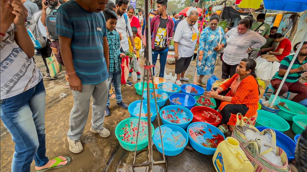 Fish Market | Galiff Street Fish Market Kolkata | Cheap Price | Recent Aquarium Fish Price Update