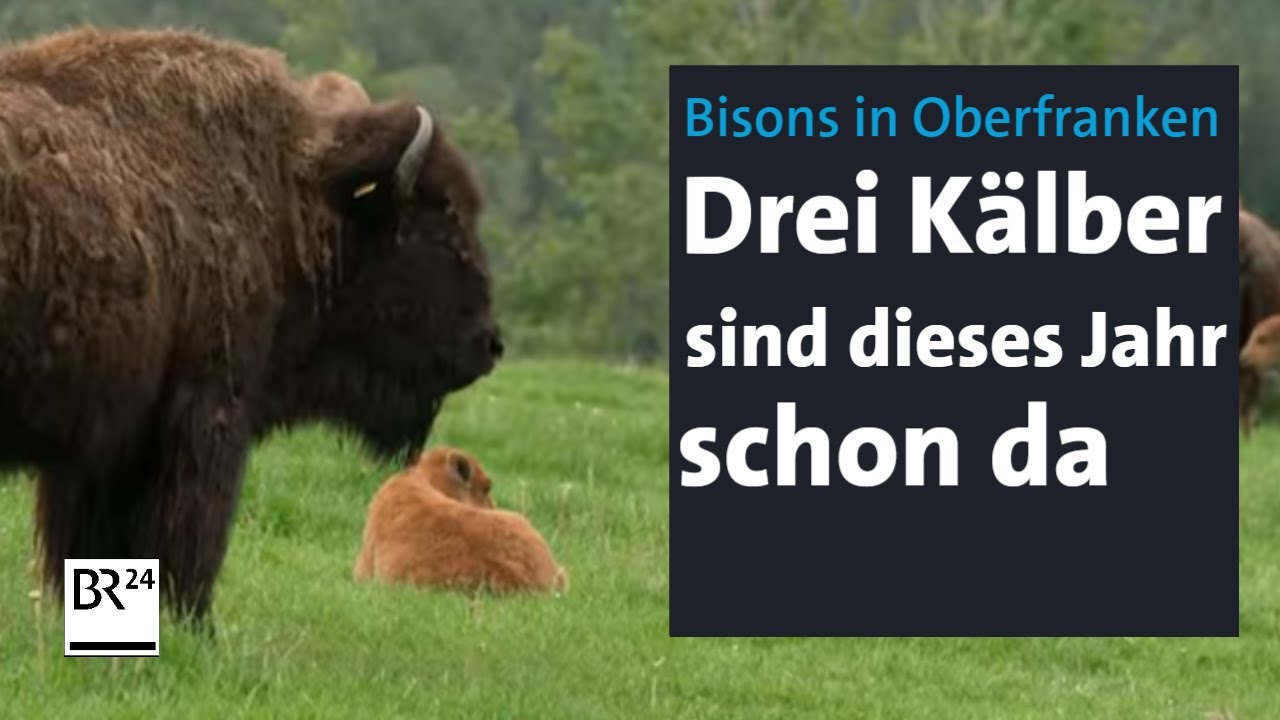 Bisons im Fichtelgebirge: Nebenerwerbslandwirt erfüllte sich einen Traum | Abendschau | BR24