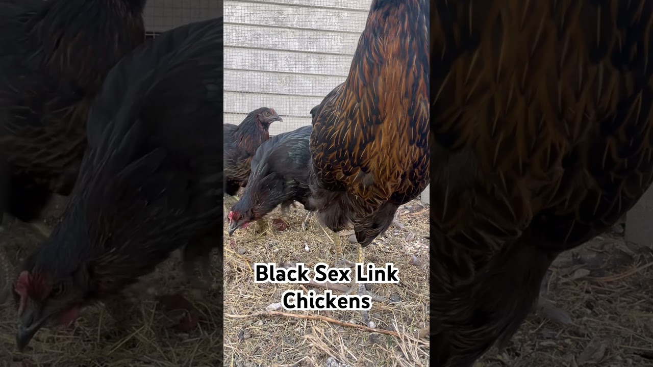 Black Sex Link Chickens #chickens #blacksexlink #coop