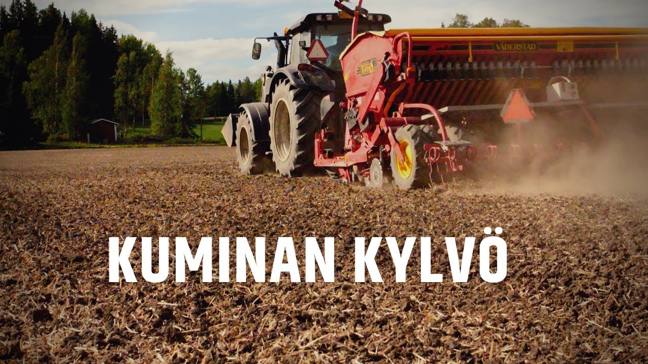 Kuminan kylvö