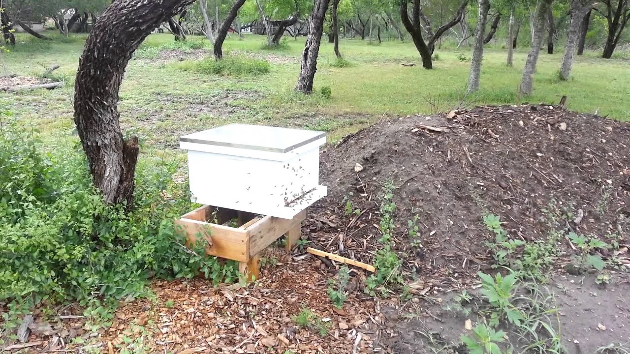 Bee Hive Activity After A Rain