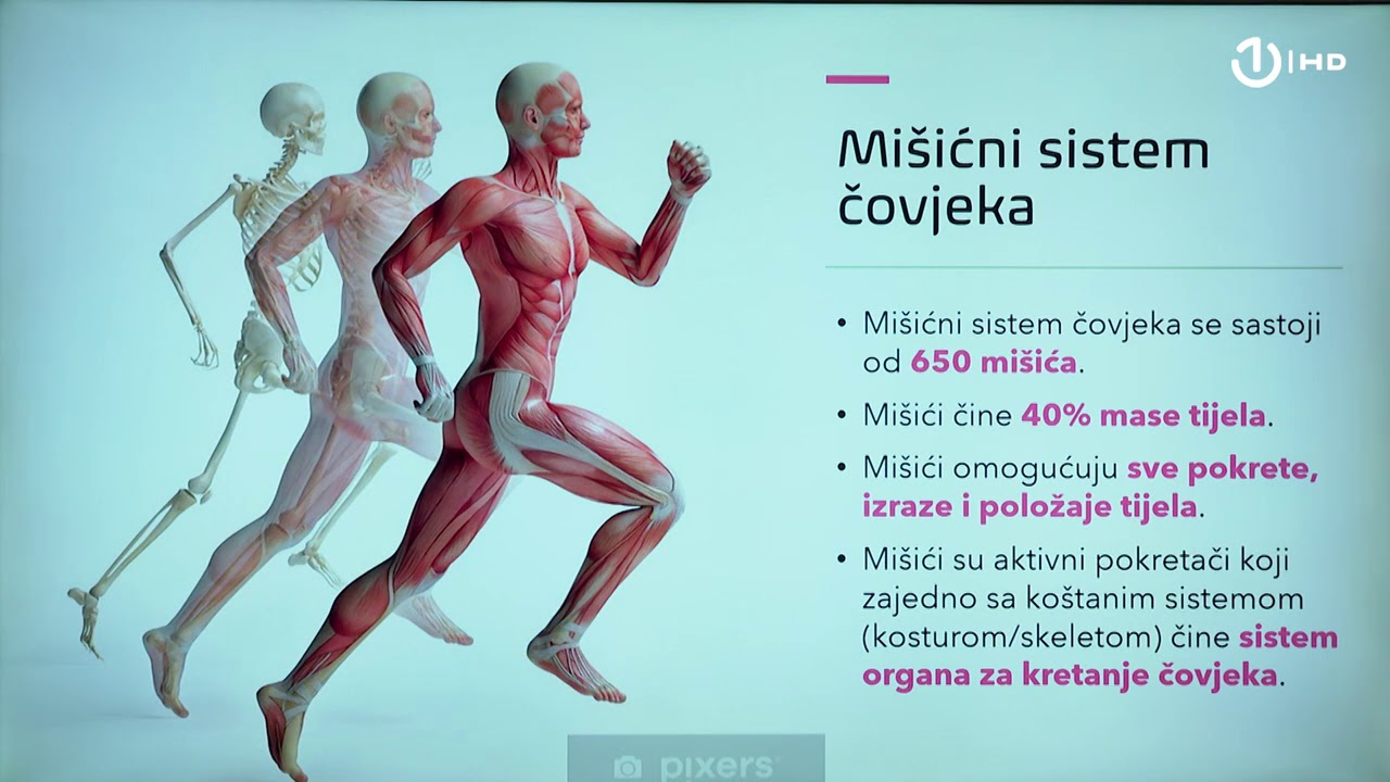 Domaća zadaća za 9. razred: Biologija - Mi&scaron;ićni sistem