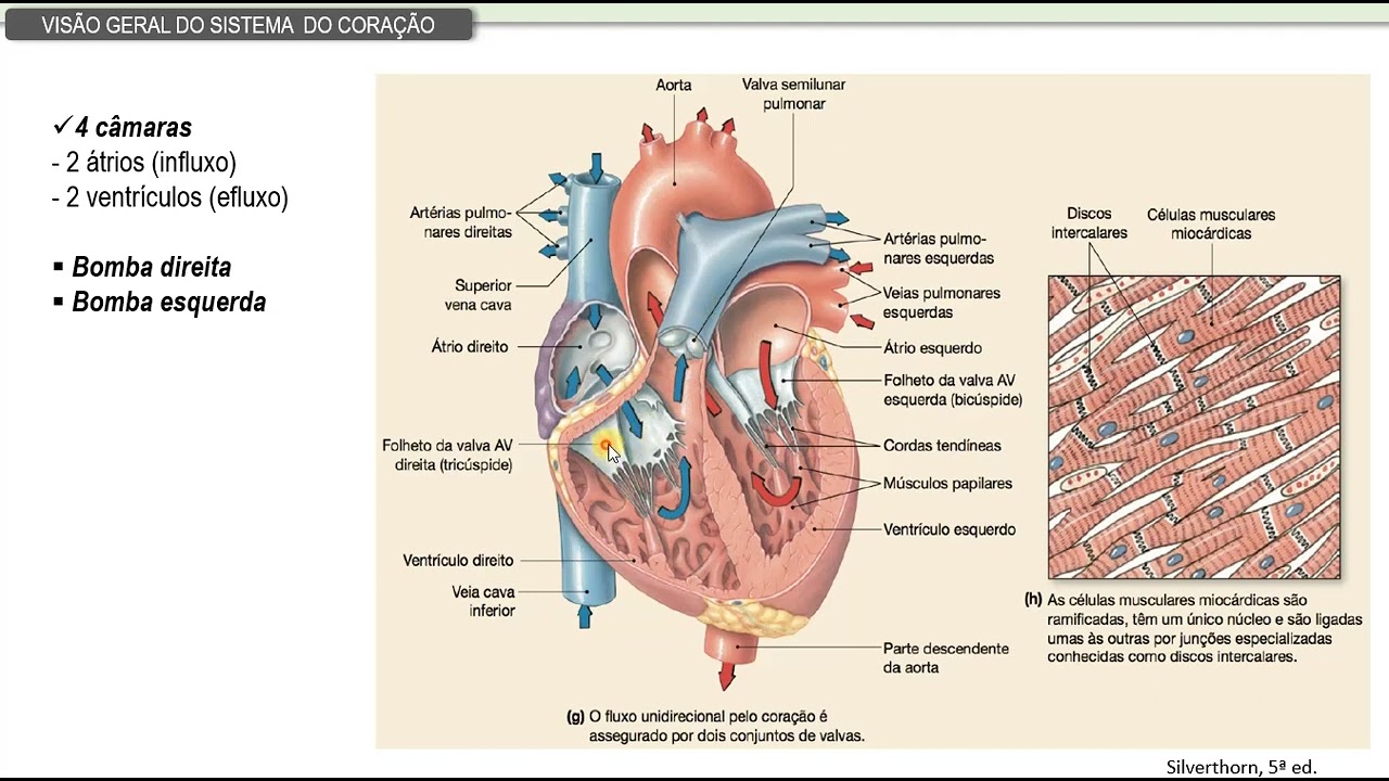 Sistema cardiovascular