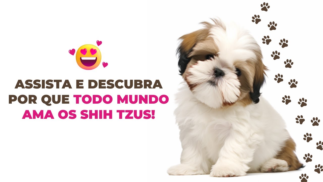 Tente não sorrir com esses Shih Tzus travessos!