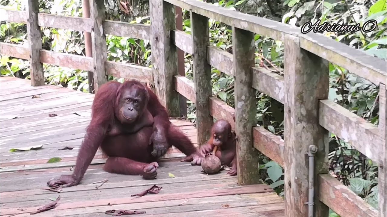 Orangutan.. Cracking a coconut.