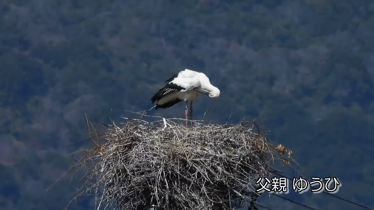 鳴門コウノトリ 2026/03/16 撮影 成長記録 徳島県鳴門市