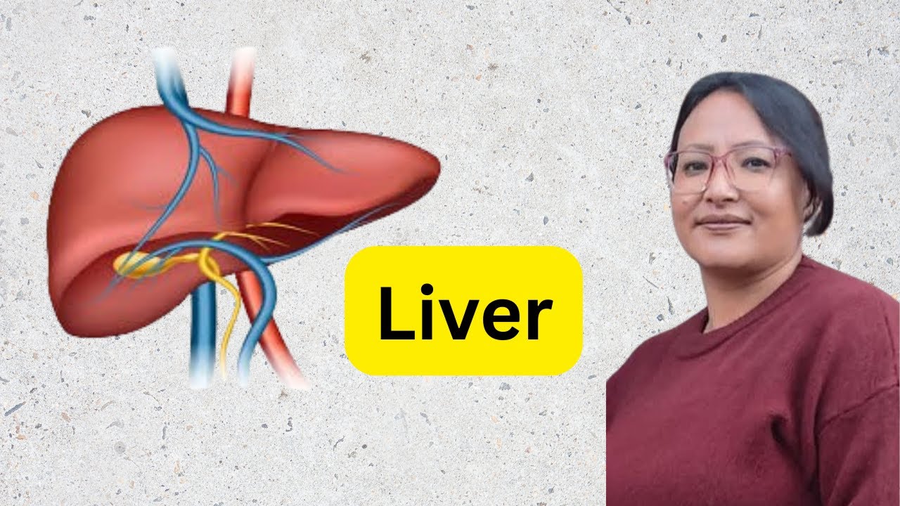 liver /digestive system /anatomy and physiology /nursing education /health education /eduhub prava