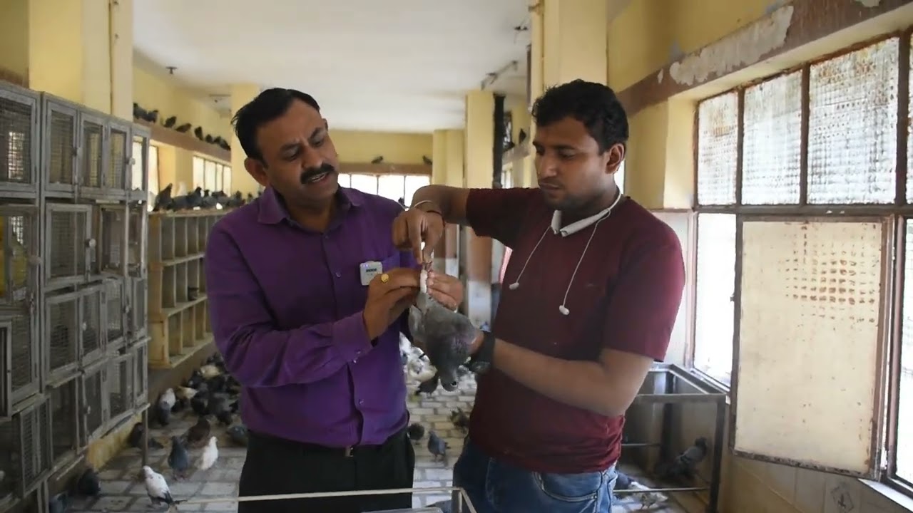 पक्षी - कबूतर के पैर का प्लास्टर घर पर कैसे करे || Dr Nagender Yadav