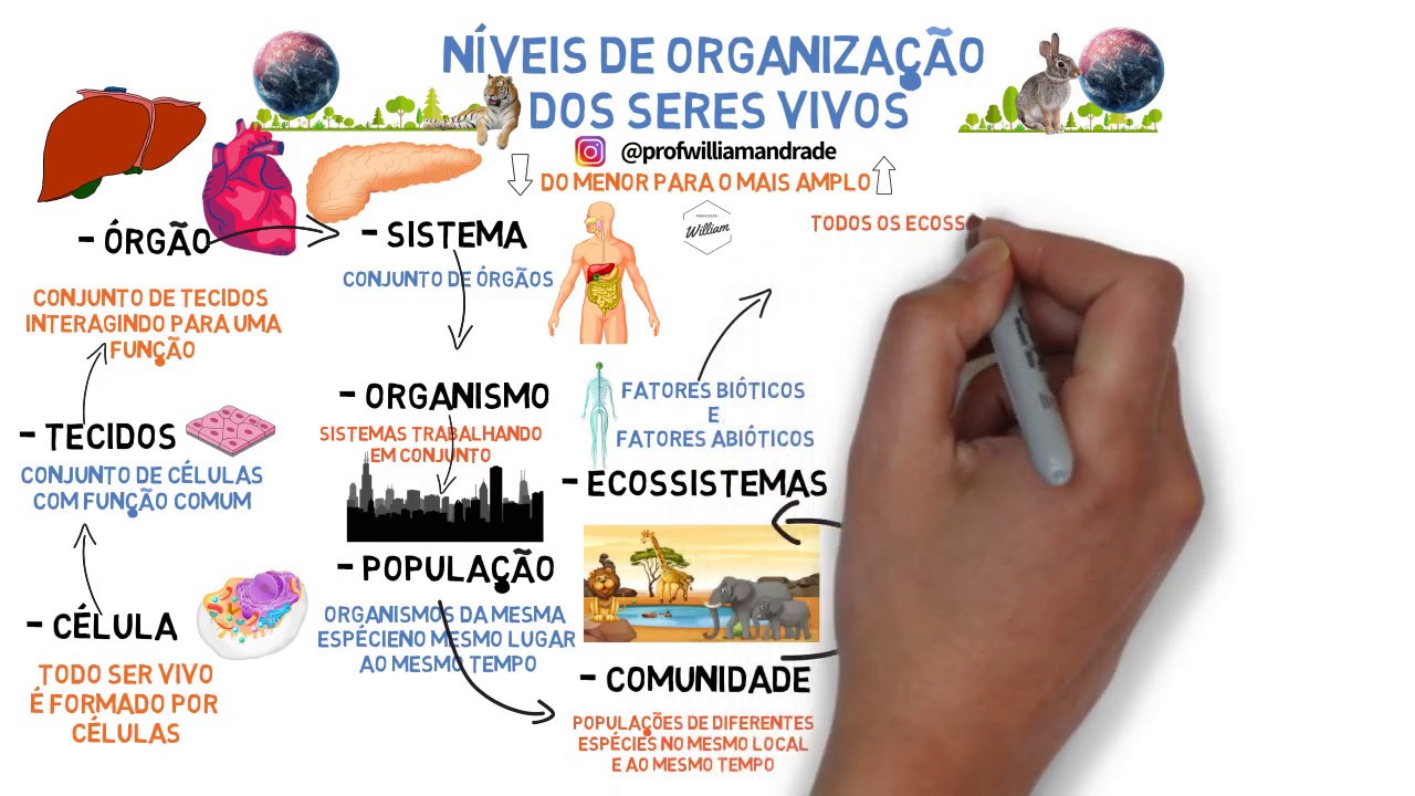 RESUMO Níveis de organização dos seres vivos l Ciências com William