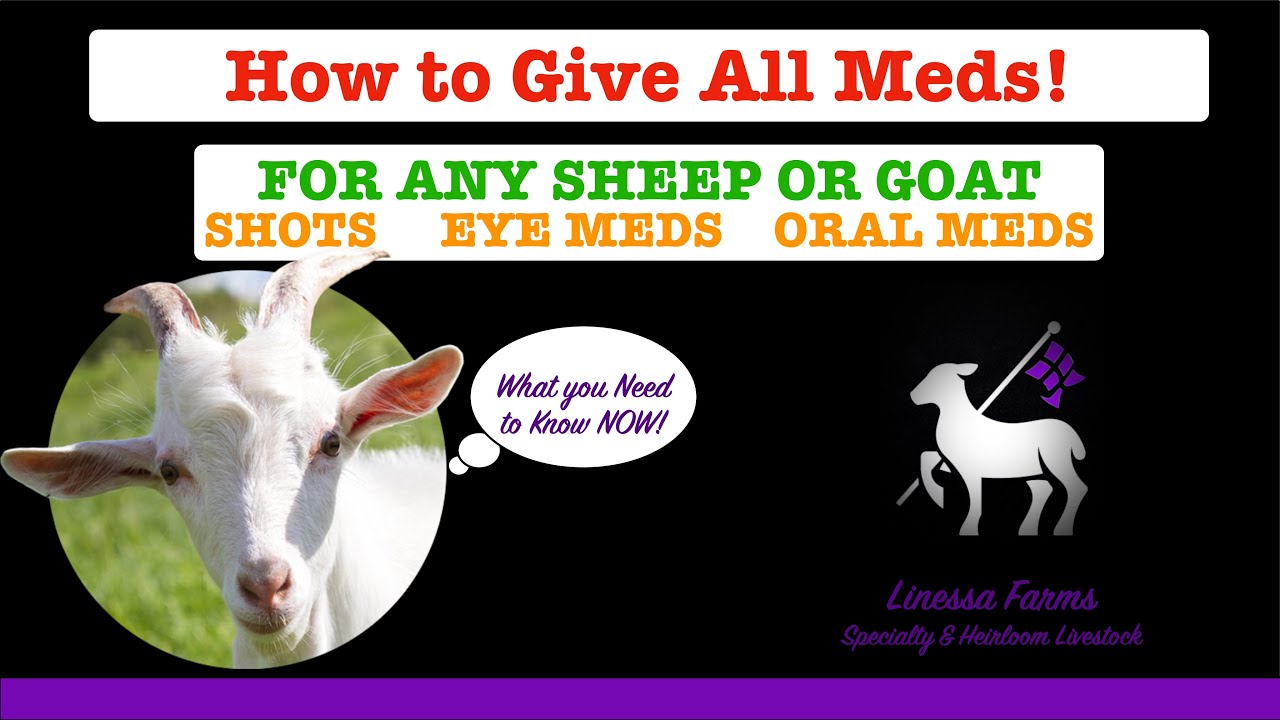BEST Sheep and Goat Medication Administration Video!  How To Guide for Shots, Eyes, and Oral Meds!