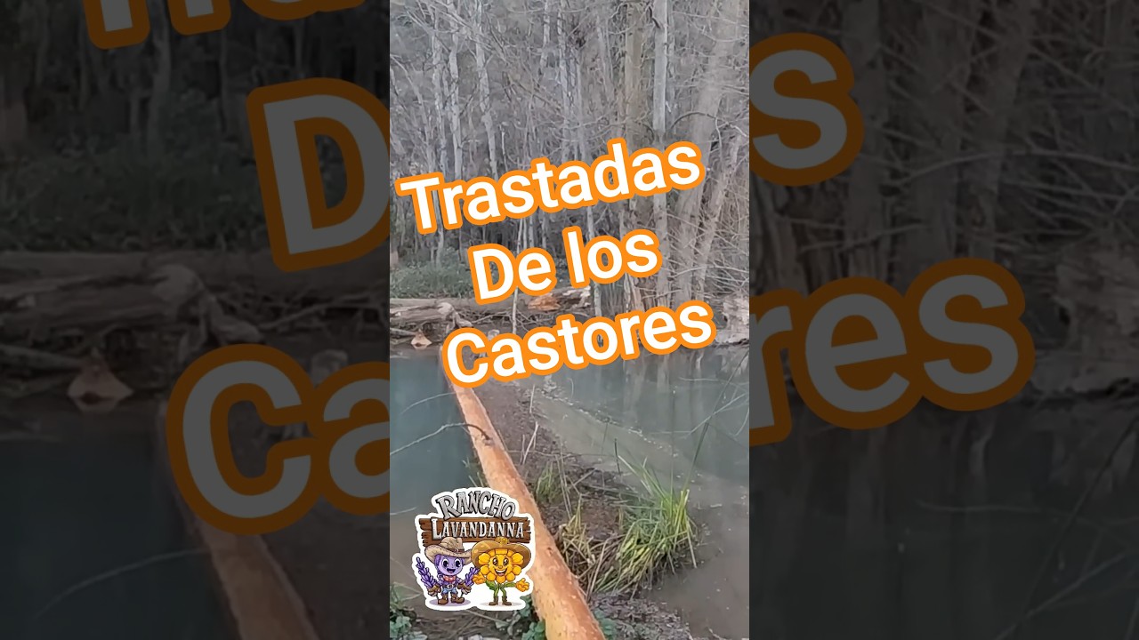 Castores en el rio