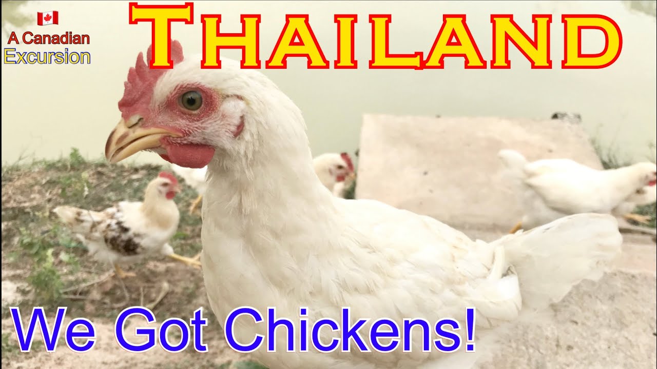Thailand 🇹🇭 | We Got Chickens | Udon Thani