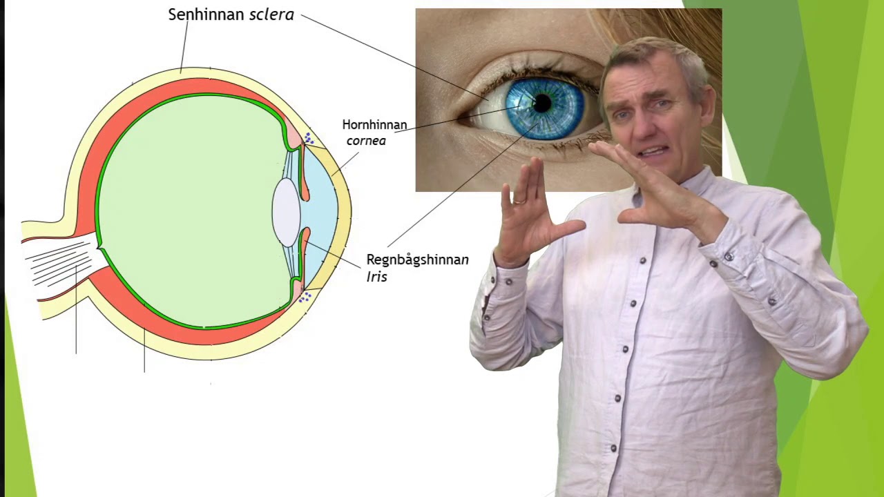 Synen del 1